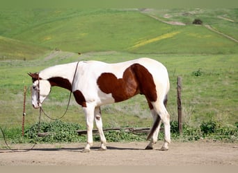 American Paint Horse, Hongre, 8 Ans, 163 cm, Tobiano-toutes couleurs