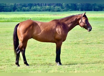 American Paint Horse, Hongre, 8 Ans, 170 cm, Bai cerise