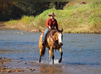 American Paint Horse, Hongre, 8 Ans, Buckskin