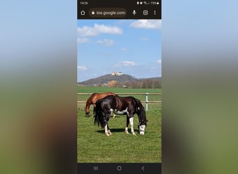 American Paint Horse, Hongre, 9 Ans, 146 cm, Noir