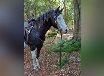 American Paint Horse, Hongre, 9 Ans, 146 cm, Noir
