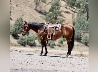 American Paint Horse, Hongre, 9 Ans, 150 cm, Bai cerise