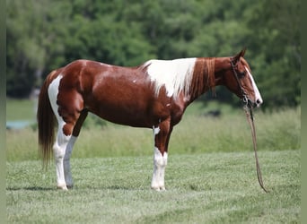 American Paint Horse, Hongre, 9 Ans, 150 cm, Tobiano-toutes couleurs