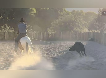 American Paint Horse, Hongre, 9 Ans, 152 cm, Alezan brûlé