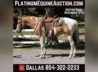 American Paint Horse, Hongre, 9 Ans, 152 cm, Alezan brûlé