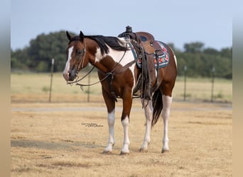 American Paint Horse, Hongre, 9 Ans, 152 cm, Pinto