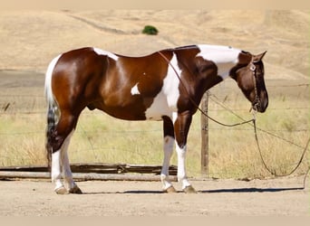 American Paint Horse, Hongre, 9 Ans, 152 cm, Tobiano-toutes couleurs