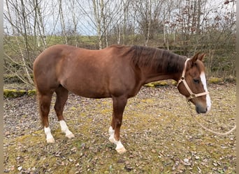 American Paint Horse, Hongre, 9 Ans, 154 cm, Alezan