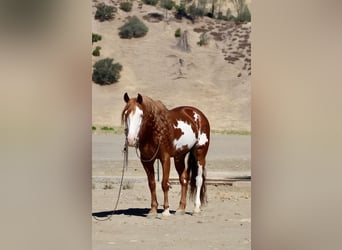 American Paint Horse, Hongre, 9 Ans, 155 cm, Overo-toutes couleurs
