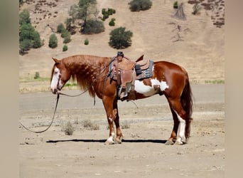 American Paint Horse, Hongre, 9 Ans, 155 cm, Overo-toutes couleurs