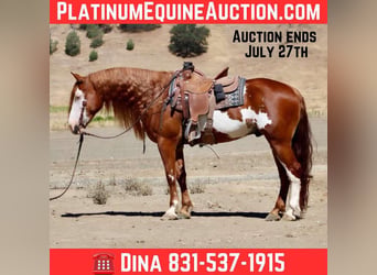 American Paint Horse, Hongre, 9 Ans, 155 cm, Overo-toutes couleurs