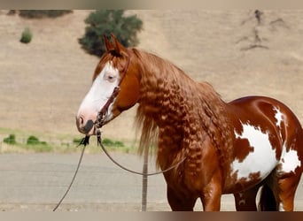 American Paint Horse, Hongre, 9 Ans, 155 cm, Overo-toutes couleurs