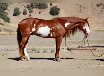 American Paint Horse, Hongre, 9 Ans, 155 cm, Overo-toutes couleurs