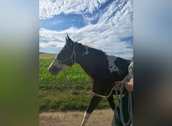 American Paint Horse, Hongre, 9 Ans, 160 cm, Noir
