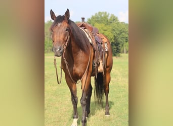American Paint Horse, Hongre, 9 Ans, 170 cm, Bai cerise