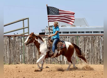 American Paint Horse, Hongre, 9 Ans, Alezan brûlé