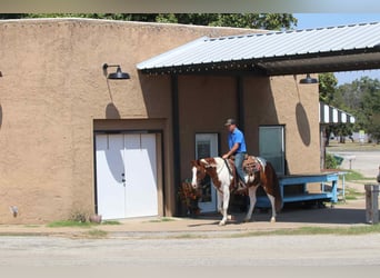 American Paint Horse, Hongre, 9 Ans, Alezan brûlé