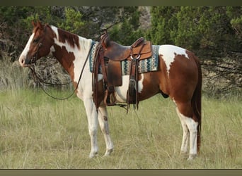 American Paint Horse, Hongre, 9 Ans, Alezan brûlé