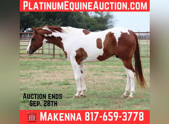 American Paint Horse, Hongre, 9 Ans, Alezan brûlé