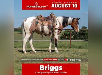 American Paint Horse, Hongre, 9 Ans, Pinto