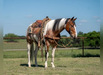 American Paint Horse, Hongre, 9 Ans, Pinto