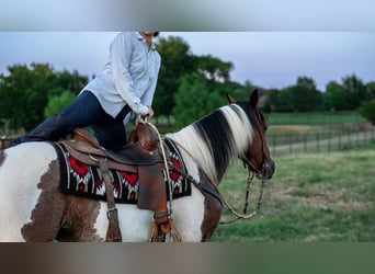 American Paint Horse, Hongre, 9 Ans, Pinto