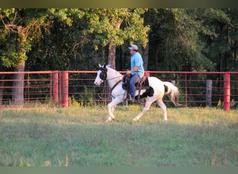 American Paint Horse, Hongre, 9 Ans, Tovero-toutes couleurs