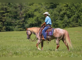 American Paint Horse, Jument, 10 Ans, 152 cm, Rouan Rouge