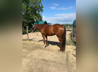 American Paint Horse, Jument, 10 Ans, 162 cm, Alezan