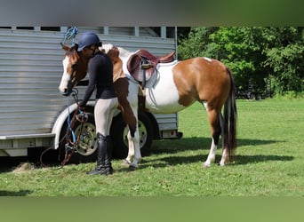 American Paint Horse, Jument, 10 Ans, Pinto