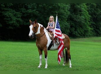 American Paint Horse, Jument, 10 Ans, Pinto