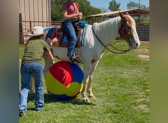 American Paint Horse, Jument, 10 Ans, Pinto