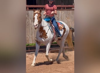 American Paint Horse, Jument, 10 Ans, Pinto