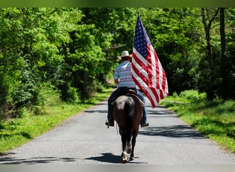 American Paint Horse, Jument, 10 Ans, Roan-Bay
