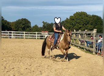 American Paint Horse, Jument, 11 Ans, 148 cm, Buckskin