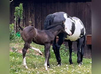 American Paint Horse, Jument, 11 Ans, 151 cm, Overo-toutes couleurs