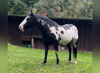 American Paint Horse, Jument, 11 Ans, 151 cm, Overo-toutes couleurs