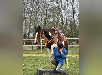 American Paint Horse Croisé, Jument, 11 Ans, 152 cm, Pinto