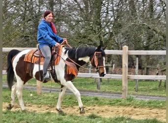 American Paint Horse Croisé, Jument, 11 Ans, 152 cm, Pinto
