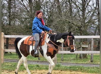 American Paint Horse Croisé, Jument, 11 Ans, 152 cm, Pinto