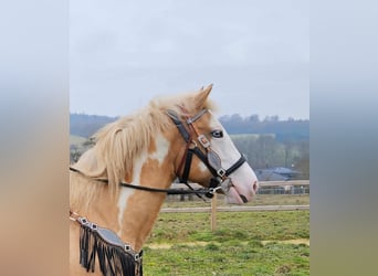 American Paint Horse, Jument, 11 Ans, 157 cm, Overo-toutes couleurs