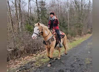 American Paint Horse, Jument, 11 Ans, 157 cm, Overo-toutes couleurs