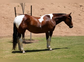 American Paint Horse, Jument, 11 Ans, Pinto