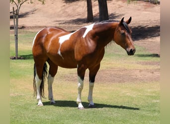 American Paint Horse, Jument, 11 Ans, Pinto