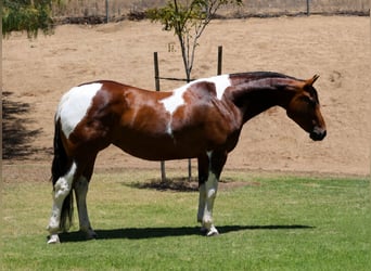 American Paint Horse, Jument, 11 Ans, Pinto