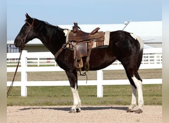American Paint Horse, Jument, 12 Ans, 152 cm, Tobiano-toutes couleurs