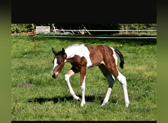 American Paint Horse, Jument, 12 Ans, 154 cm, Tobiano-toutes couleurs
