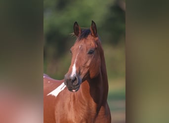 American Paint Horse, Jument, 12 Ans, 155 cm, Tobiano-toutes couleurs