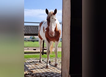 American Paint Horse, Jument, 12 Ans, 156 cm, Tovero-toutes couleurs