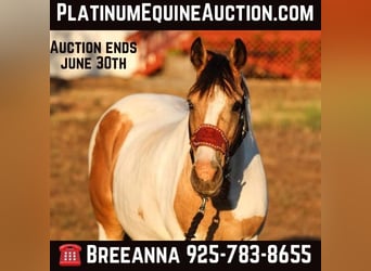 American Paint Horse, Jument, 13 Ans, 142 cm, Buckskin